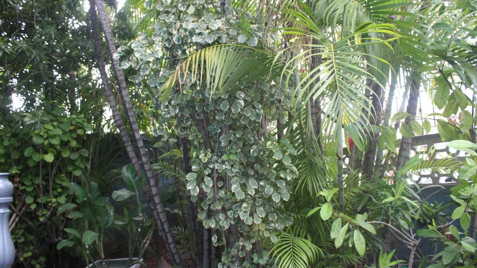 Värdshus Caribbean Tourist Villa Port of Spain